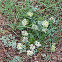 Lomatium orientale