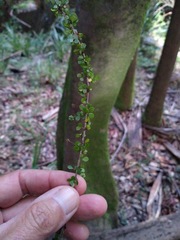 Phyllanthus microcladus