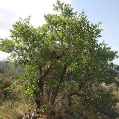 Quercus glaucoides