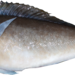 Blanquillo Lucio - Photo (c) Fishes of North Carolina, algunos derechos reservados (CC BY-NC-SA)