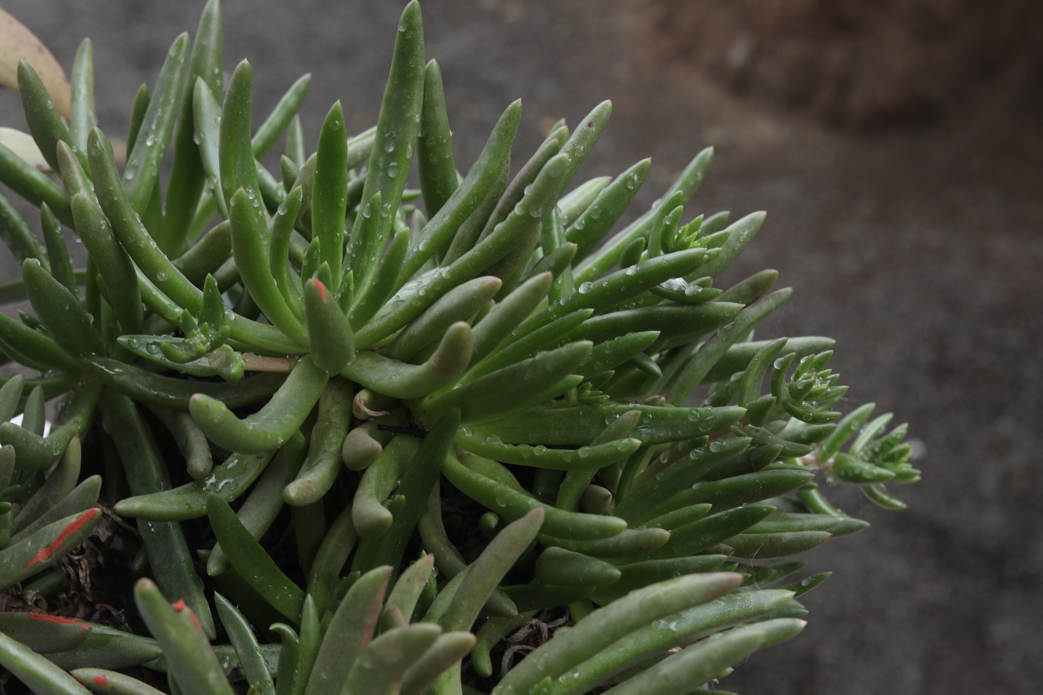 Dudleya anomala