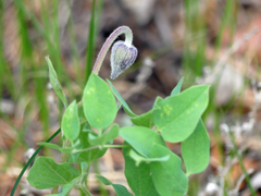 Clematis hirsutissima