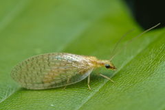 Hemerobius micans