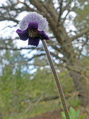 Clematis hirsutissima