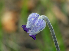 Clematis hirsutissima