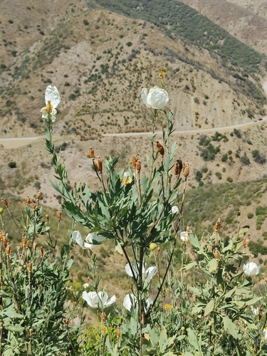 Image of Romneya trichocalyx by no rights reserved