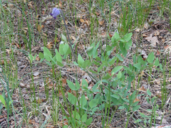 Clematis hirsutissima