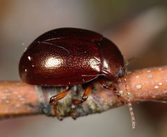 Chrysolina staphylaea