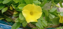 Pentalinoninae