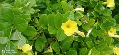 Pentalinoninae
