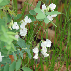 Lathyrus lanszwertii