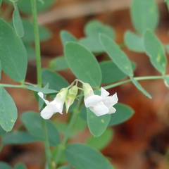 Lathyrus lanszwertii