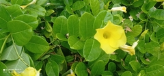 Pentalinoninae
