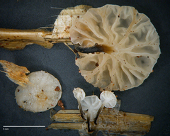Marasmiellus bonii