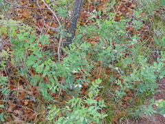 Lathyrus lanszwertii