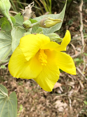 Hibiscus tiliaceus pernambucensis