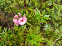 Cyathodes glauca