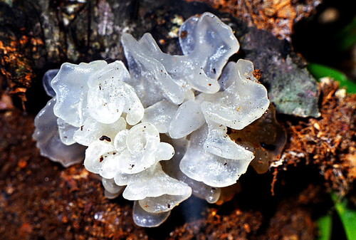 snow fungus