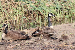 Branta canadensis