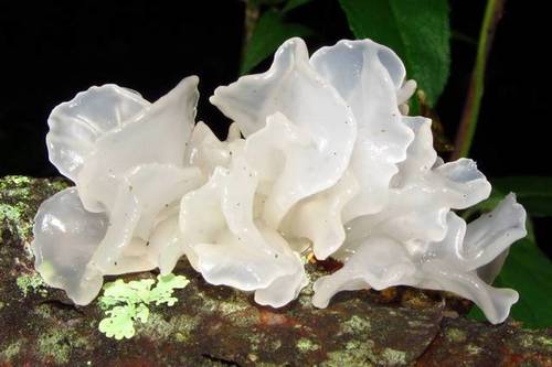 snow fungus