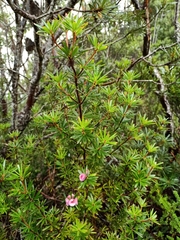 Cyathodes glauca