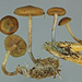 Psilocybe makarorae - Photo (c) Jerry Cooper, μερικά δικαιώματα διατηρούνται (CC BY), uploaded by Jerry Cooper