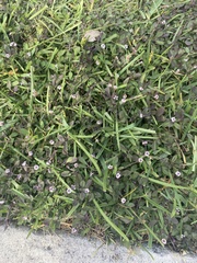Phyla nodiflora