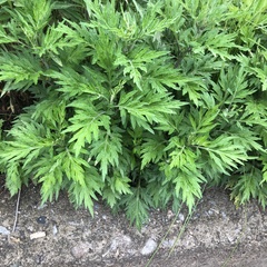 Artemisia stolonifera