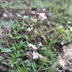 Jarilla heterophylla