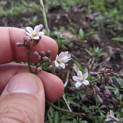 Jarilla heterophylla