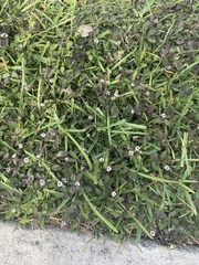 Phyla nodiflora