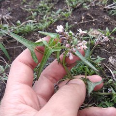 Jarilla heterophylla