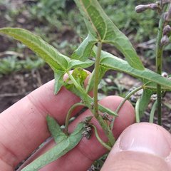 Jarilla heterophylla