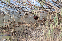 Plegadis falcinellus