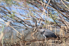Ardea herodias