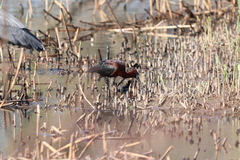 Plegadis falcinellus