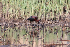 Plegadis falcinellus