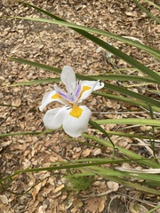 Irideae