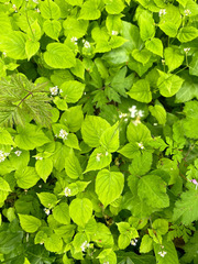 Circaea alpina pacifica
