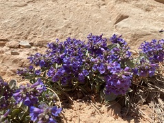 Penstemon caespitosus