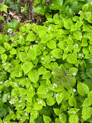 Circaea alpina pacifica
