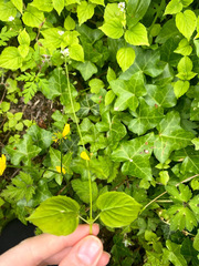 Circaea alpina pacifica