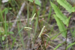 Paspalum praecox