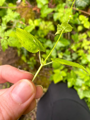 Circaea alpina pacifica