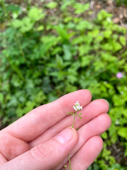 Circaea alpina pacifica