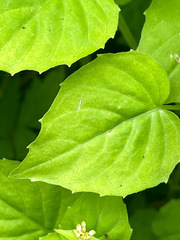 Circaea alpina pacifica