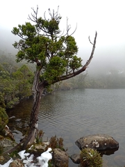 Athrotaxis selaginoides