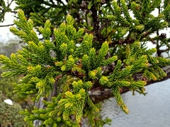 Athrotaxis selaginoides