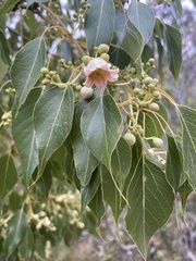 Brachychiton populneus