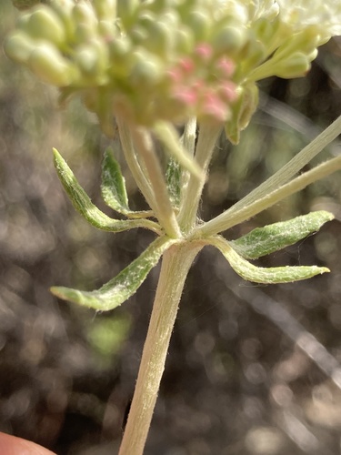 parsnipflower buckwheat